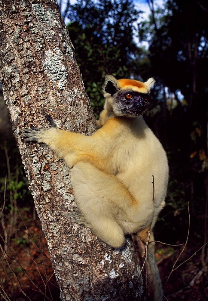 Golden-crowned Sifaka (Propithecus tattersalli), an endangered species, on tree, Daraina, Northern Madagascar, Africa