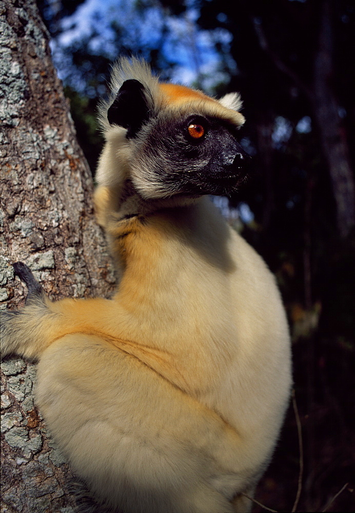 Golden-crowned Sifaka (Propithecus tattersalli), an endangered species, Daraina, Northern Madagascar, Africa