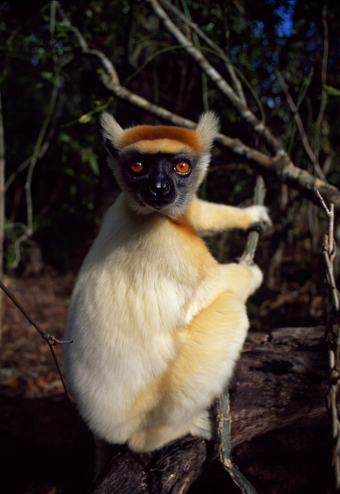 Golden-crowned Sifaka (Propithecus tattersalli), an endangered species, Daraina, Northern Madagascar, Africa