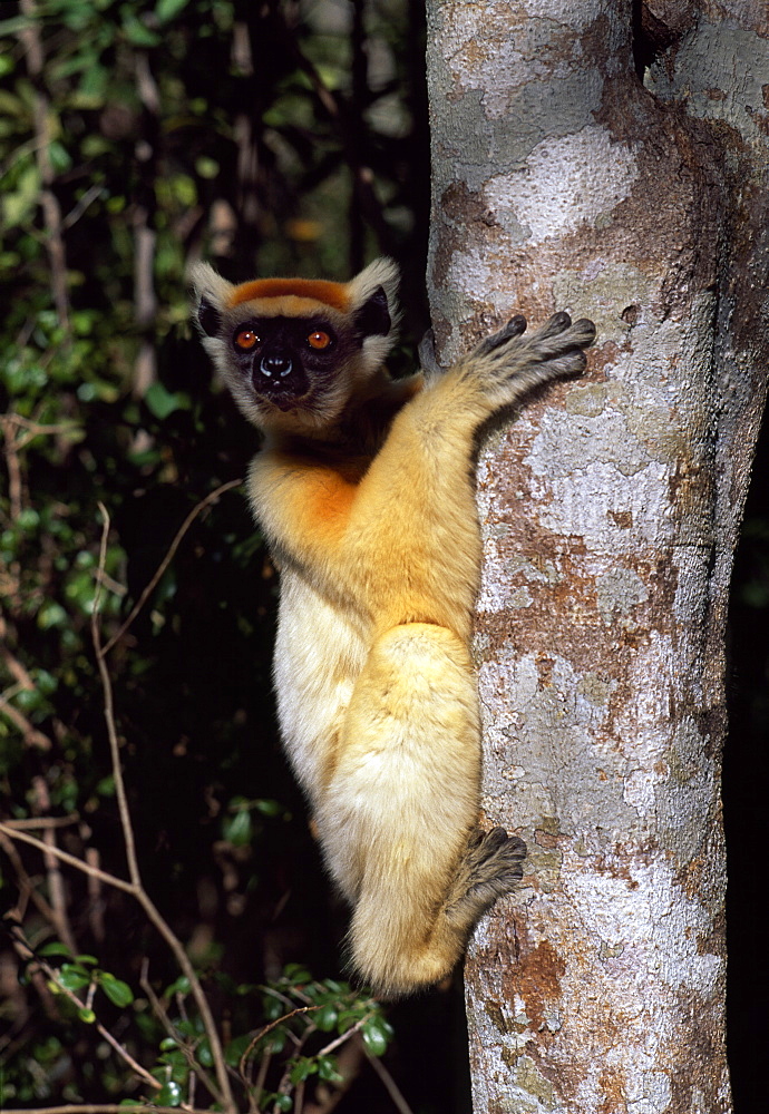 Golden-crowned Sifaka (Propithecus tattersalli), an endangered species, on tree, Daraina, Northern Madagascar, Africa