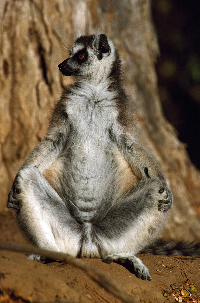 Ring-tailed Lemur (Lemur catta) sunbathing on ground, Berenty, Southern Madagascar, Africa