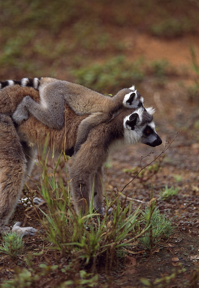 Ring-tailed Lemurs (Lemur catta) mother with baby on back walking, Berenty, Southern Madagascar, Africa