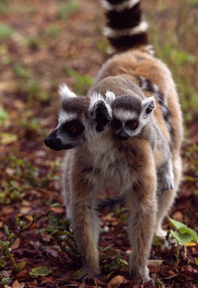 Ring-tailed Lemurs (Lemur catta) mother with baby on back walking, Berenty, Southern Madagascar, Africa