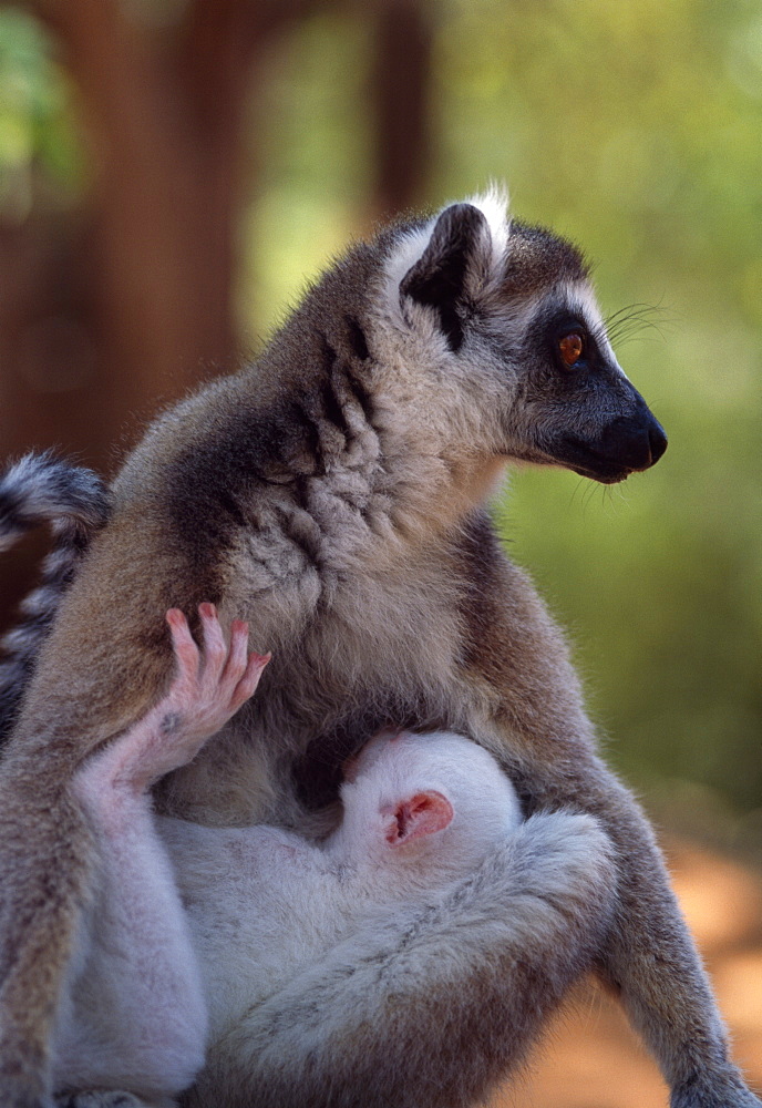 Ring-tailed Lemurs (Lemur catta), all white baby male (Sapphire) albino lemur suckling on mother, Berenty, Southern Madagascar, Africa