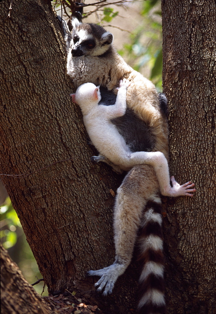 Ring-tailed Lemurs (Lemur catta), all white baby male (Sapphire) albino lemur resting with mother on tree, Berenty, Southern Madagascar, Africa