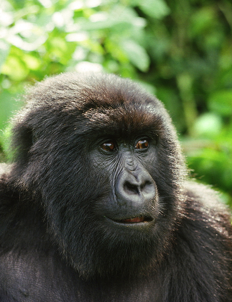 Blackback male Mountain Gorilla (Gorilla g. beringei), Virunga Volcanoes, Rwanda, Africa