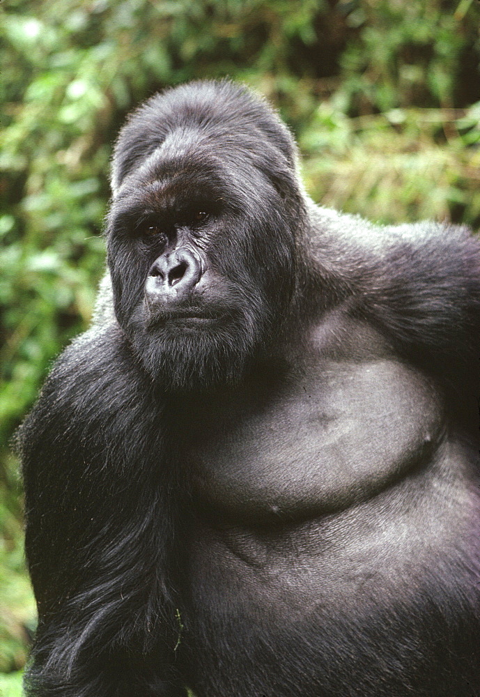 Silverback male Mountain Gorilla (Gorilla g. beringei), Virunga Volcanoes, Rwanda, Africa