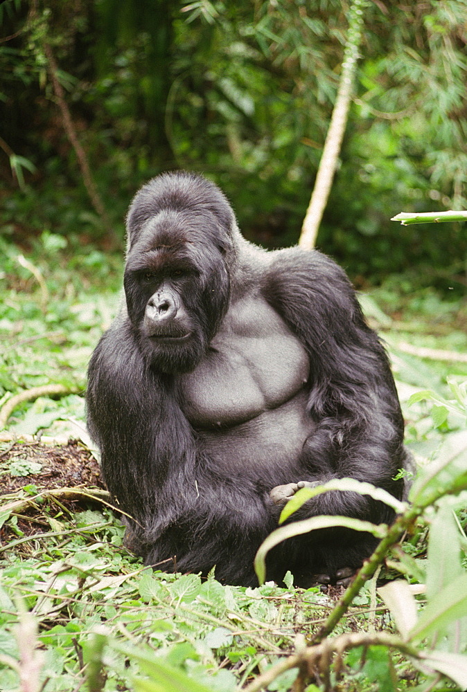 Silverback male Mountain Gorilla (Gorilla g. beringei), Virunga Volcanoes, Rwanda, Africa