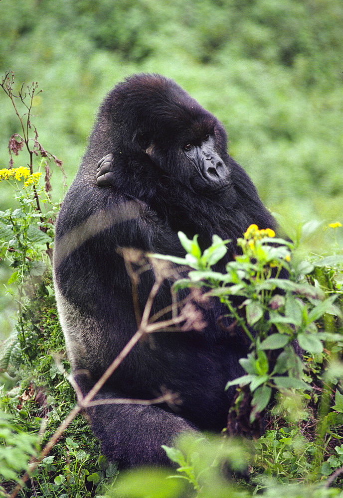 Silverback male Mountain Gorilla (Gorilla g. beringei), Virunga Volcanoes, Rwanda, Africa