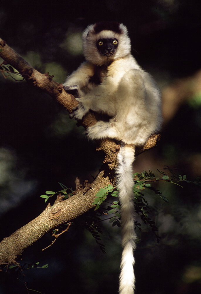 Verreaux's Sifaka (Propithecus verreauxi) sitting on tree, Berenty Reserve, Southern Madagascar, Africa