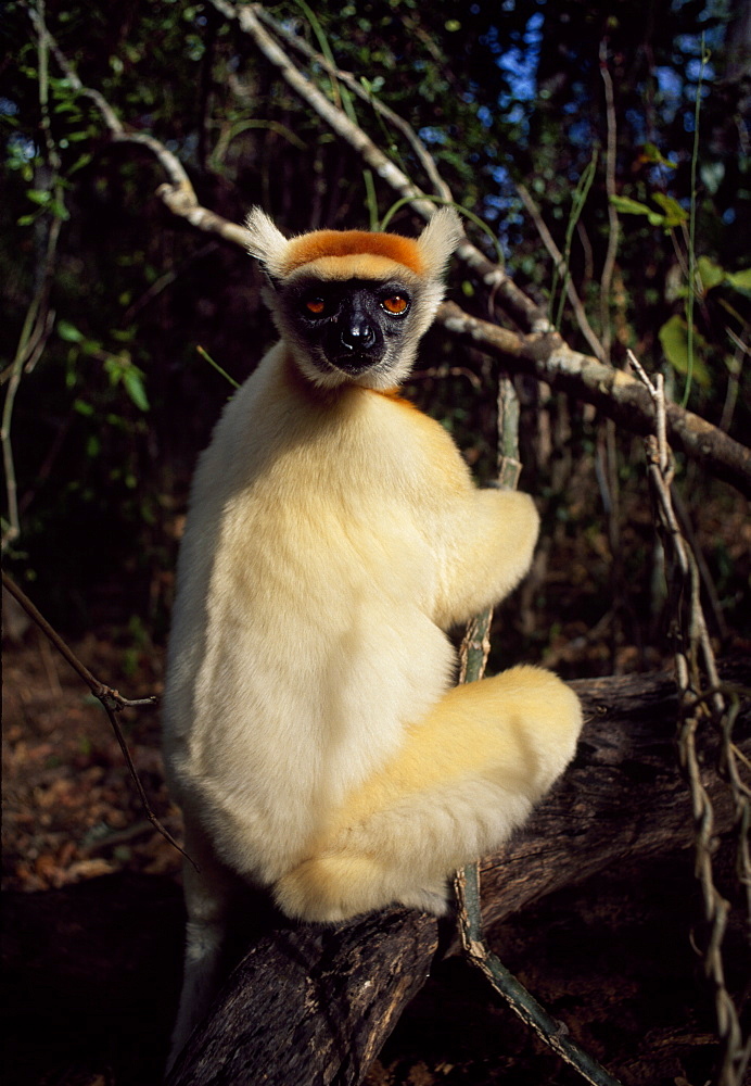 Golden-crowned Sifaka (Propithecus tattersalli), an endangered species, on tree, Daraina, Northern Madagascar, Africa