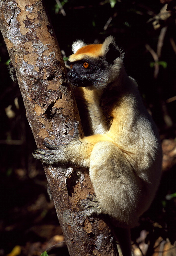 Golden-crowned Sifaka (Propithecus tattersalli), an endangered species, on tree, Daraina, Northern Madagascar, Africa