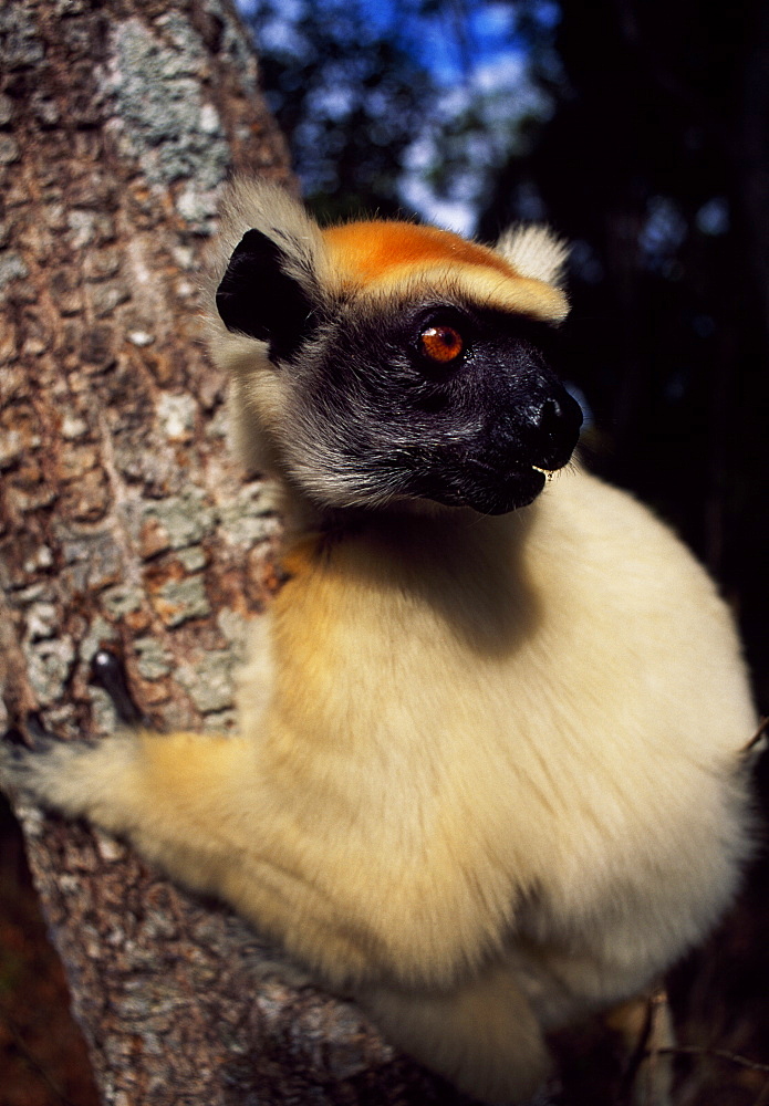 Golden-crowned Sifaka (Propithecus tattersalli), an endangered species, on tree, Daraina, Northern Madagascar, Africa