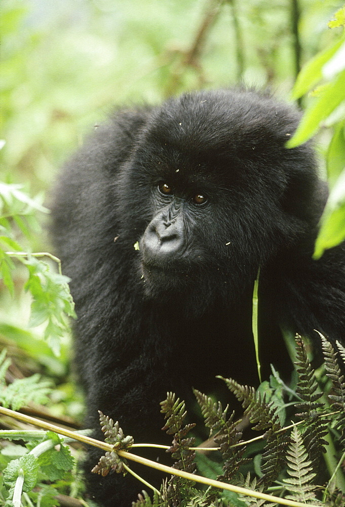 Mountain Gorilla (Gorilla gorilla beringei) young male, Virunga Volcanoes, Rwanda, Africa