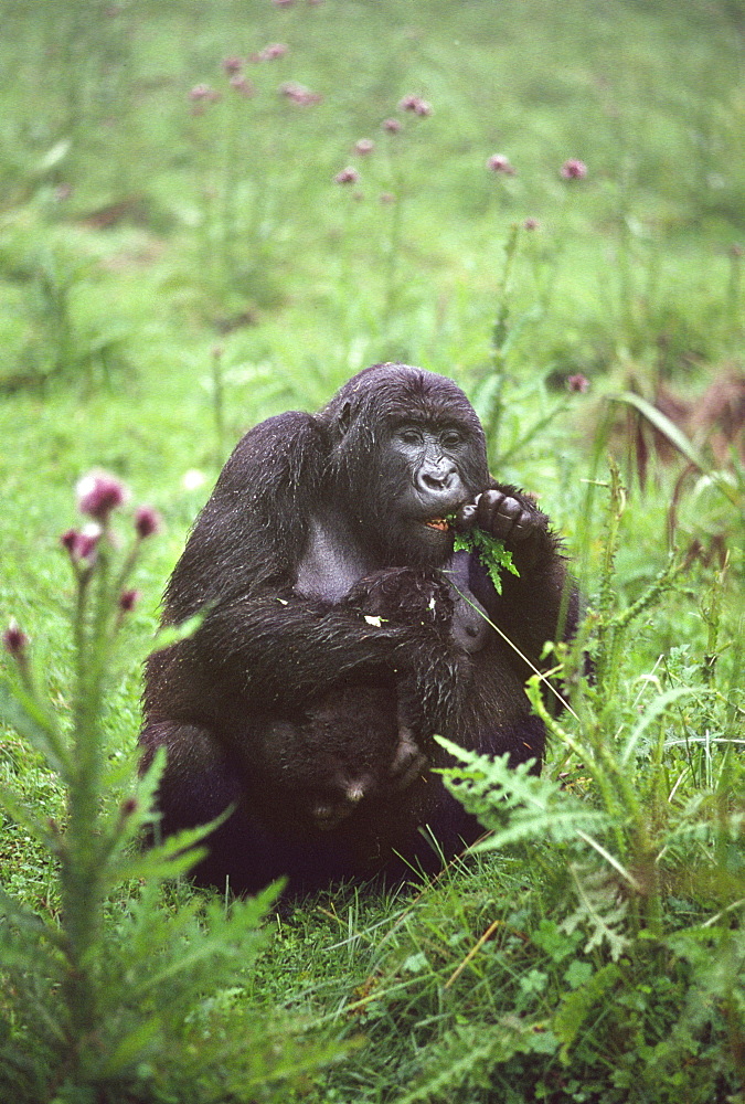 Mountain Gorilla (Gorilla gorilla beringei) mother with infant feeding on thistle, Virunga Volcanoes, Rwanda, Africa