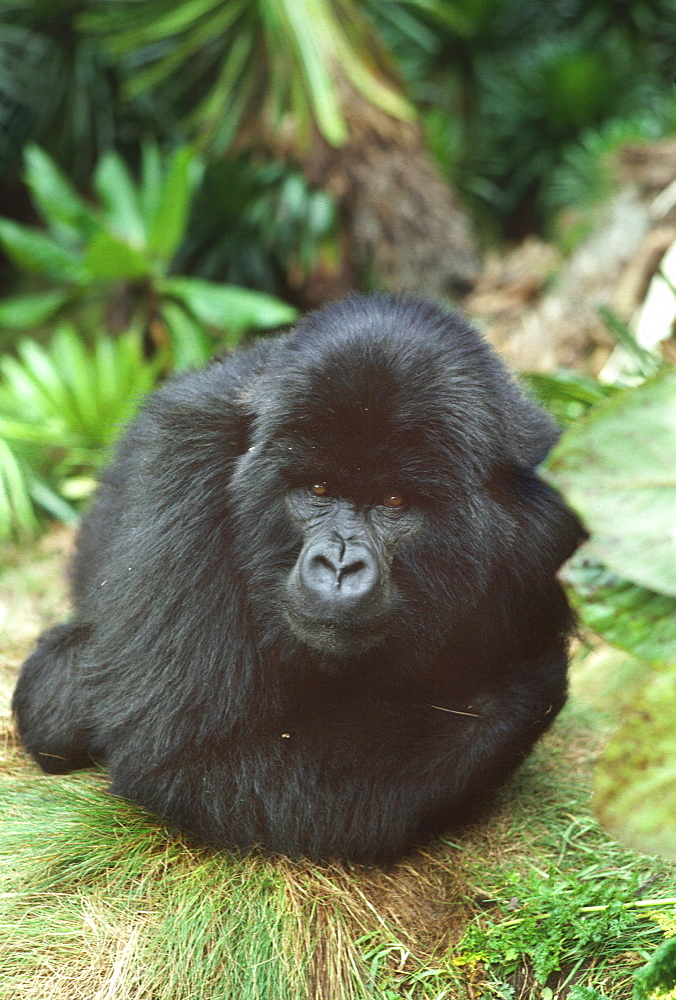 Mountain Gorilla (Gorilla gorilla beringei) blackback male in sub-alpine zone, Virunga Volcanoes, Rwanda, Africa