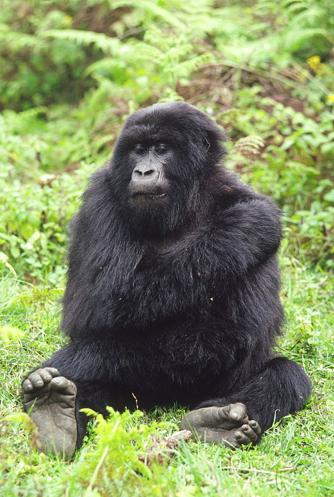 Mountain Gorilla (Gorilla gorilla beringei) young female, Virunga Volcanoes, Rwanda, Africa