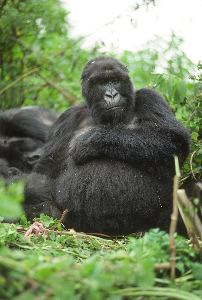 Mountain Gorilla (Gorilla gorilla beringei) blackback male, Virunga Volcanoes, Rwanda, Africa