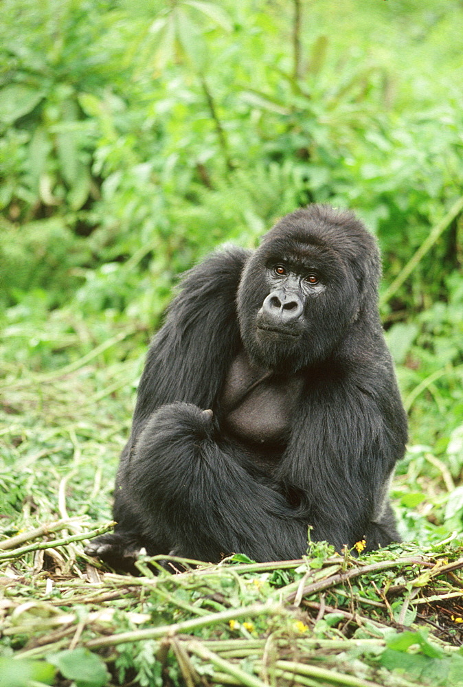 Mountain Gorilla (Gorilla gorilla beringei) silverback male, Virunga Volcanoes, Rwanda, Africa