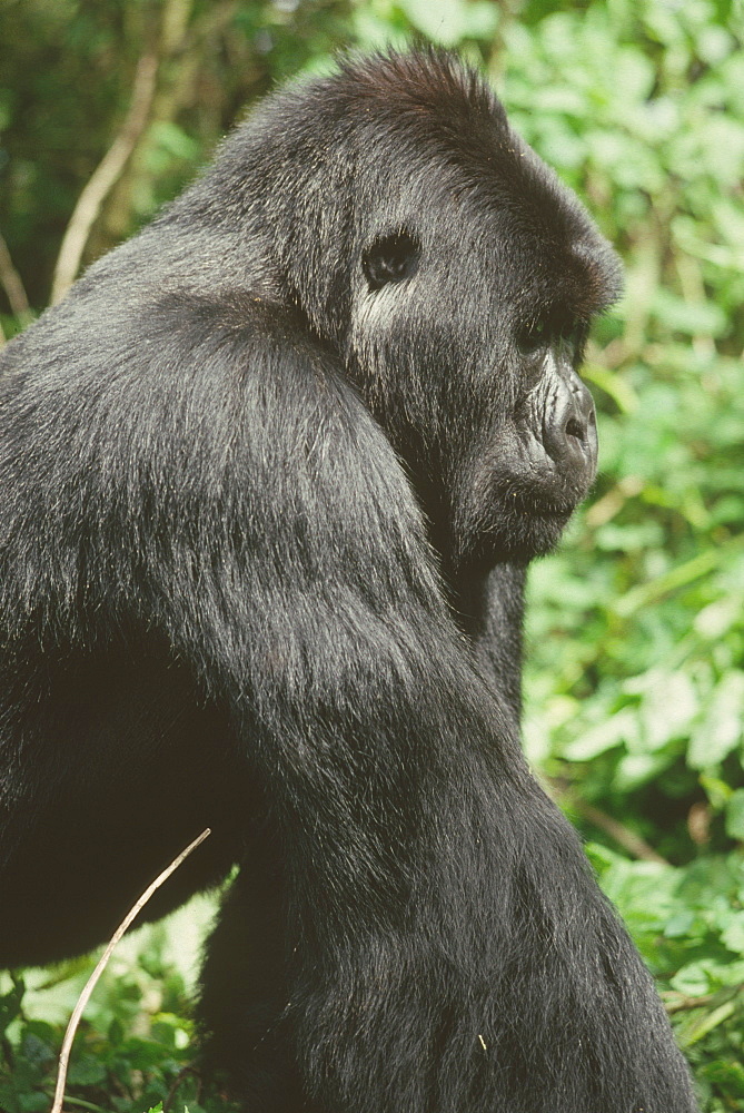 Mountain Gorilla (Gorilla gorilla beringei) young silverback male, Virunga Volcanoes, Rwanda, Africa