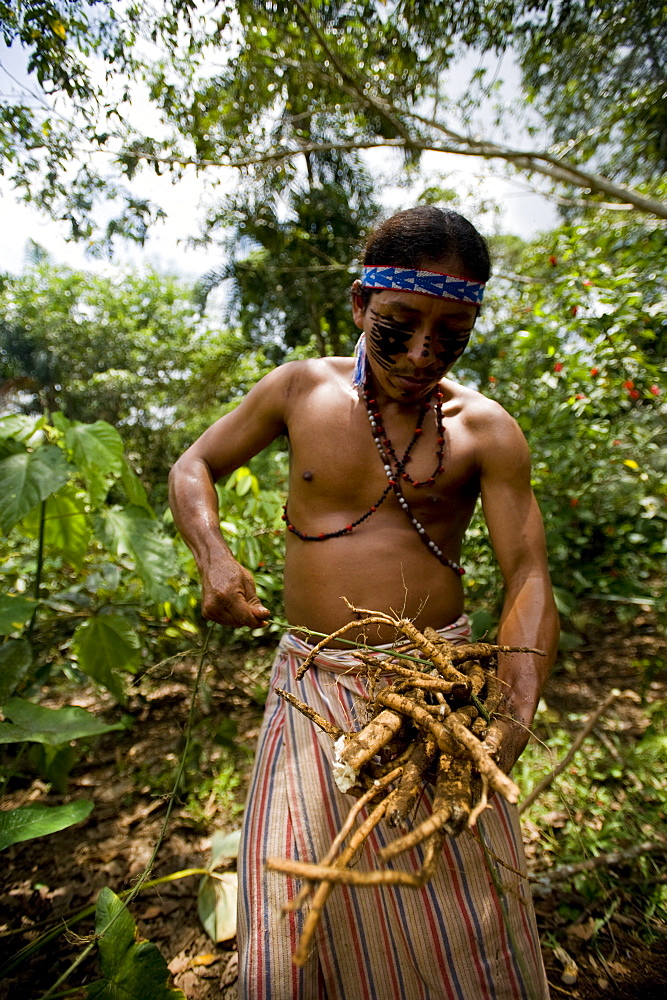 Collecting barbasco, a poisonous root used for fishing, Amazon, Ecuador, South America