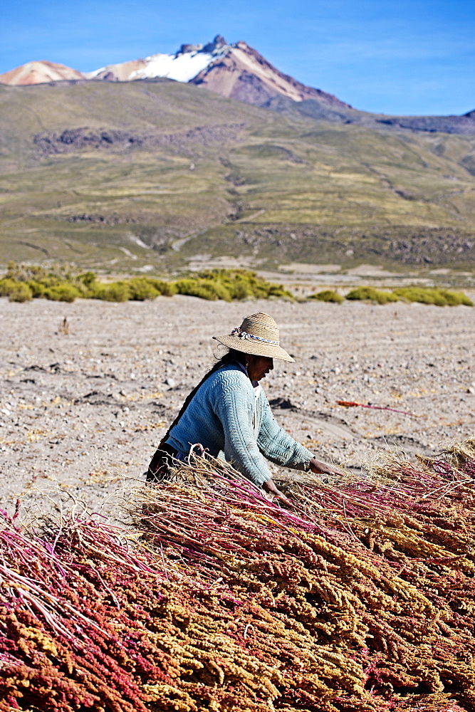 Farming quinoa, a super food, on the Bolivian Altiplano, Bolivia, South America 