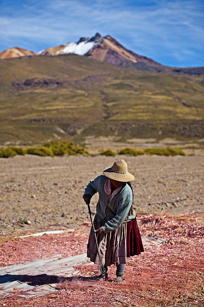 Farming quinoa, a super food, on the Bolivian Altiplano, Bolivia, South America 