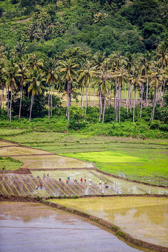 Paddy farmers at work in rice fields, Sumba, Indonesia, Southeast Asia, Asia