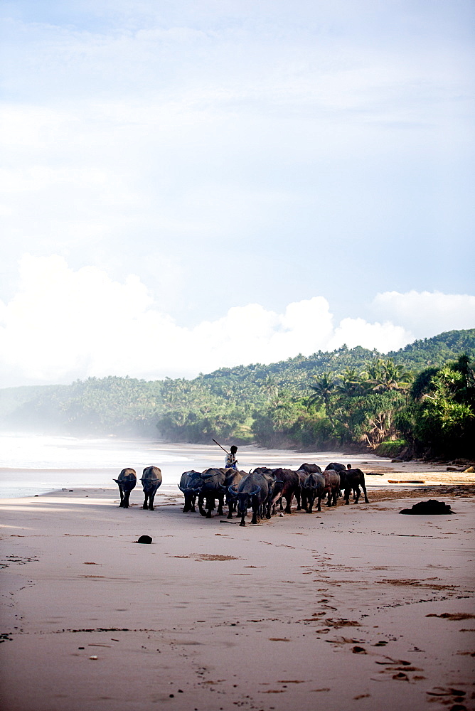 Buffalo herders on the beach in Sumba, Indonesia, Southeast Asia, Asia