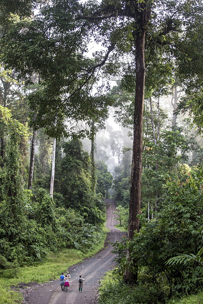 A guide accompanies tourists on an early morning hike in Danum Valley, Sabah, Malaysian Borneo, Malaysia, Southeast Asia, Asia 