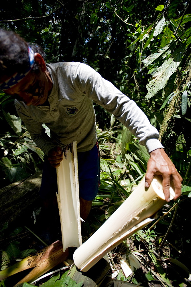 Palmito (heart of palm), Amazon, Ecuador, South America