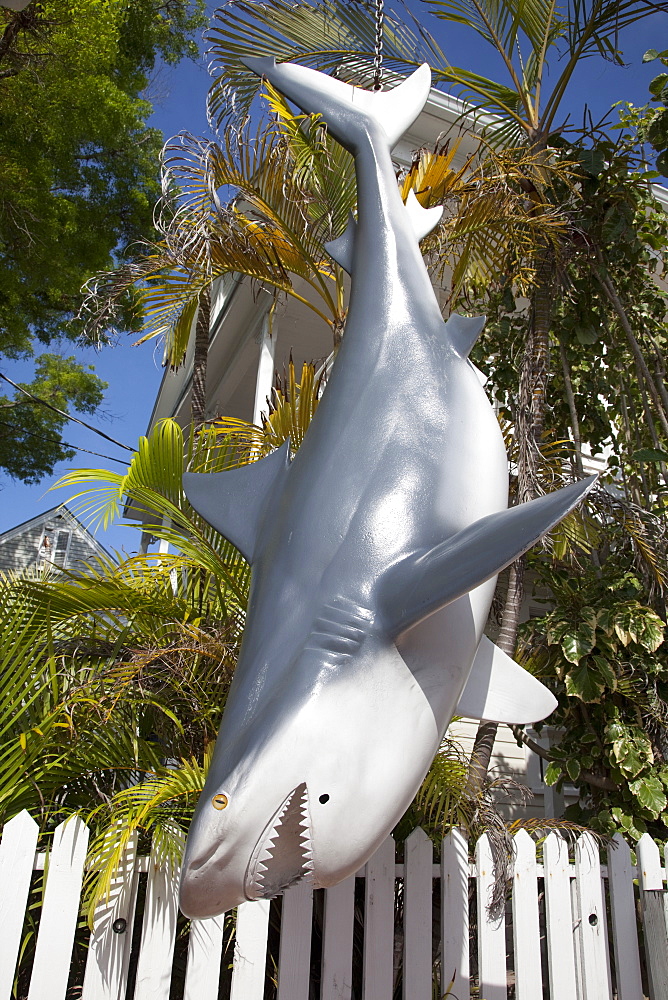 Fake shark hanging downward in Key West, Florida, United States of America, North America