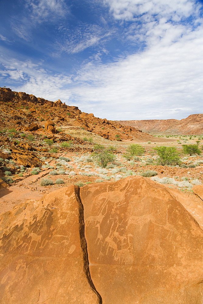 Ancient drawings (petroglyphs) on sandstone rock, dating back 6000 years to the early stone age, of camels and also animals no longer found in the area, Twyfelfontein, UNESCO World Heritage Site, Namibia, Africa