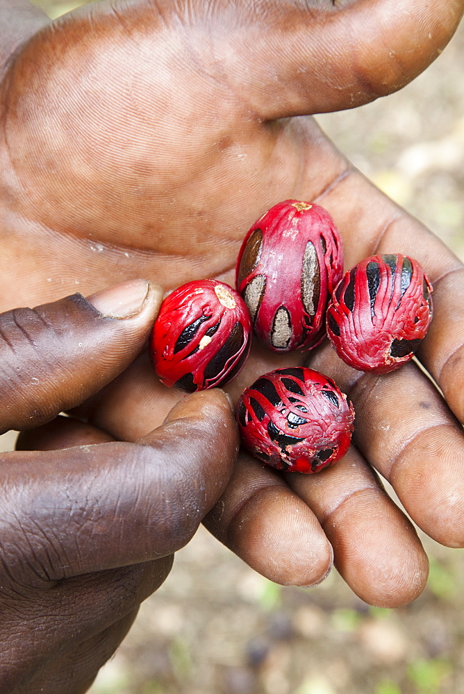 Nutmeg, from the tree genus Myristica, with mace covering the seed, in palm of a man's hand, Grenada, West Indies, Caribbean, Central America