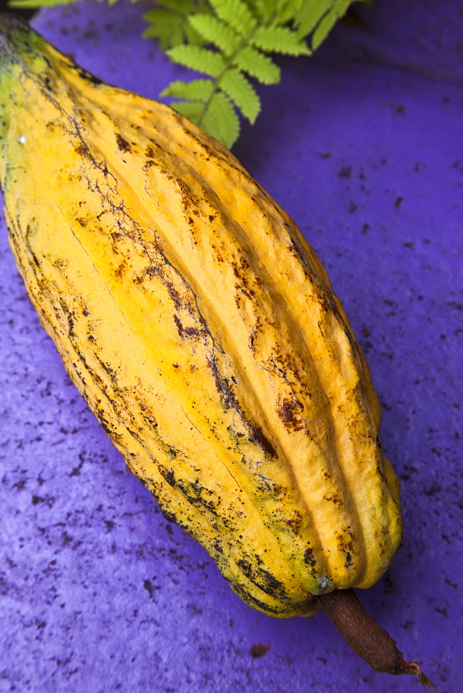 Yellow cacao pod against a blue background