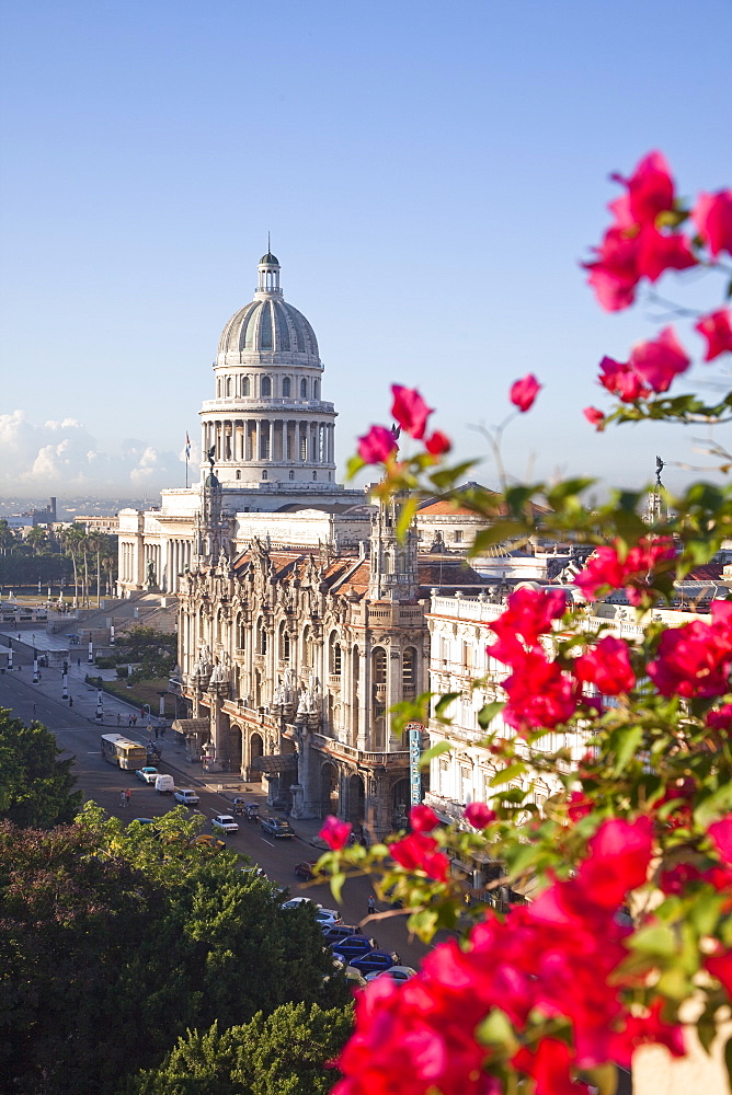 Bougainvillea flowers in front of The Capitolio building, Havana, Cuba, West Indies, Central America