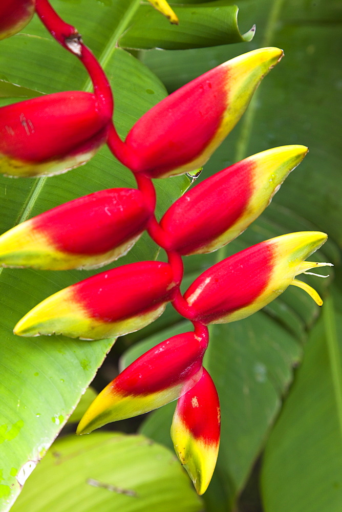 Heliconia pendula, a flowing plant native to tropical areas, St. Lucia, West Indies, Caribbean, Central America