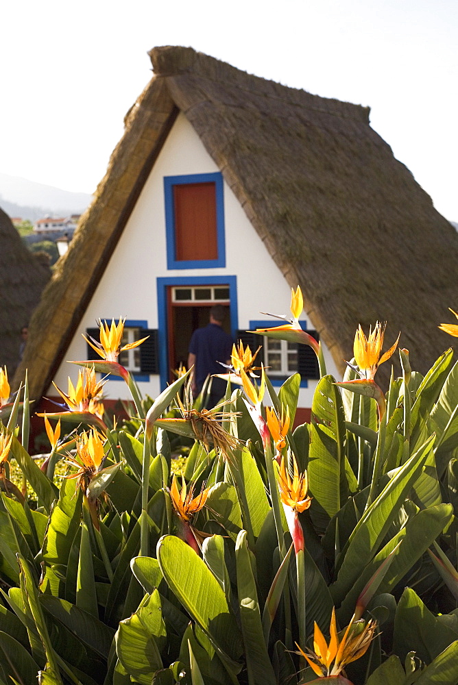 Bird of Paradise flowers bloom in front of a traditional thatched Palheiro A-frame house in the town of Santana, Madeira, Portugal, Europe