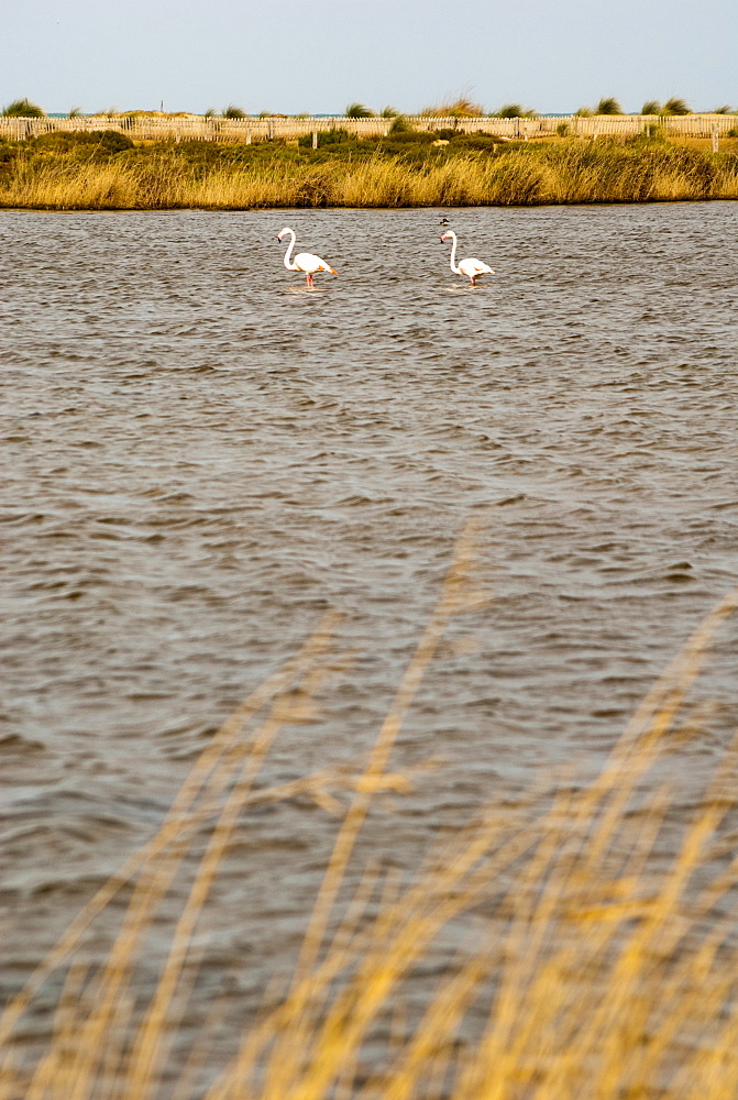 Flamingos, Moulouya River Natural Reserve, close to the resorts, Saidia, Morocco, North Africa, Africa