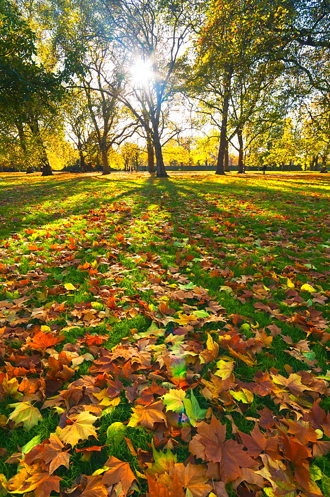 Hyde Park in autumn, London, England, United Kingdom, Europe