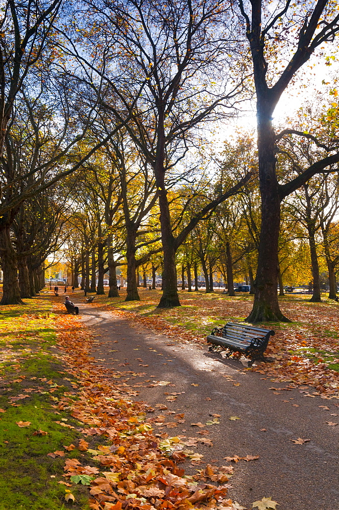 Green Park in autumn, London, England, United Kingdom, Europe