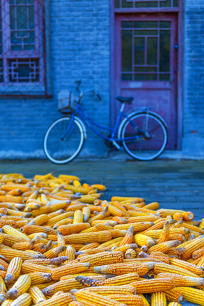 Maize (corn) drying, Gubeikou, Miyun County, Beijing Municipality, China, Asia