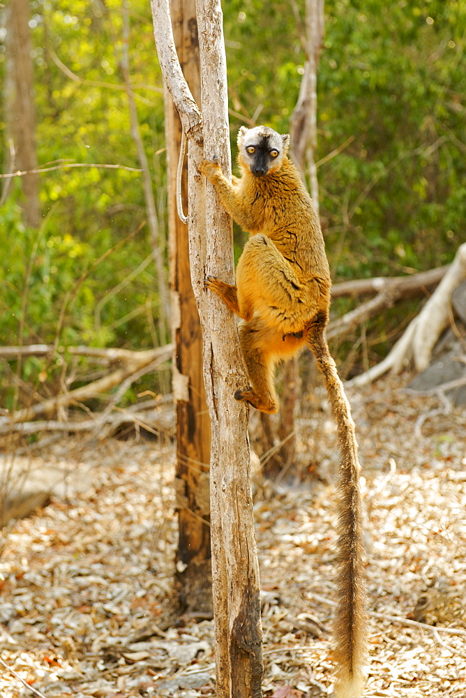 Female red-fronted brown lemur (Eulemur fulvus rufus) in the Tsingy De Bemaraha National Park, UNESCO World Heritage Site, western Madagascar, Madagascar, Africa