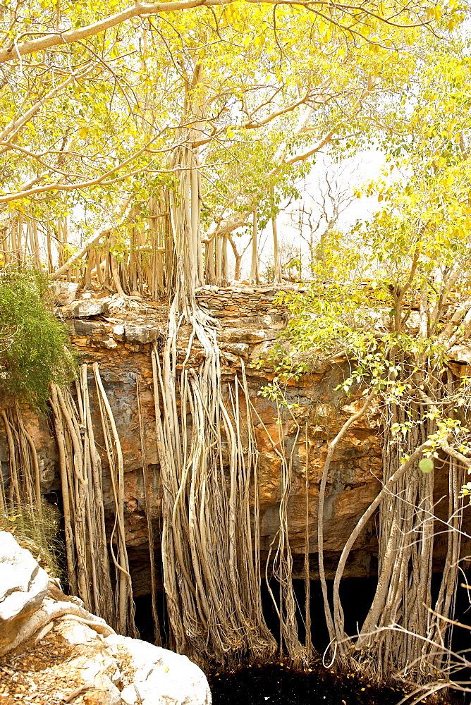 Roots of a banyan tree (Strangler Fig) (Ficus benghalensis) reaching down over a ledge into a rock pool, Tsimanampesotse National Park in southwestern Madagascar, Madagascar, Africa