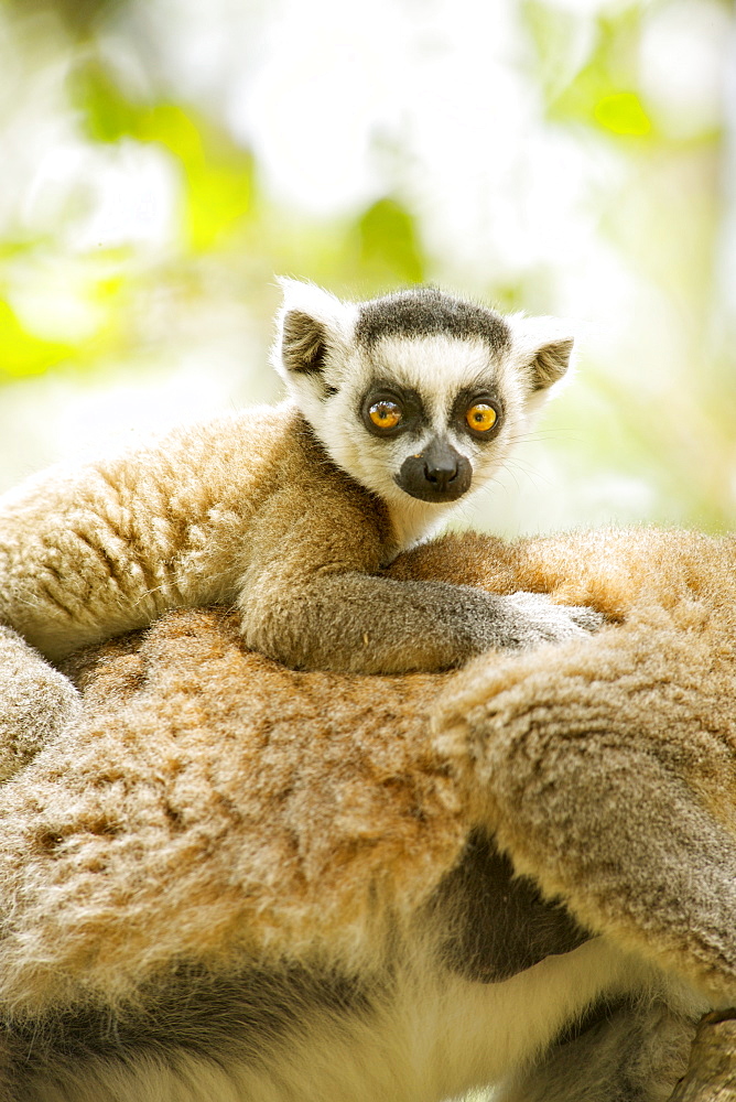 Close-up of a baby ring-tailed lemur (lemur catta) on its mother's back in the Anja private community reserve near Ambalavao in southern Madagascar, Madagascar, Africa