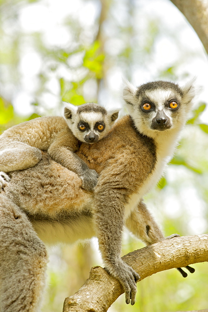 Ring-tailed lemur (lemur catta) with a baby on her back in the Anja private community reserve near Ambalavao in southern Madagascar, Madagascar, Africa