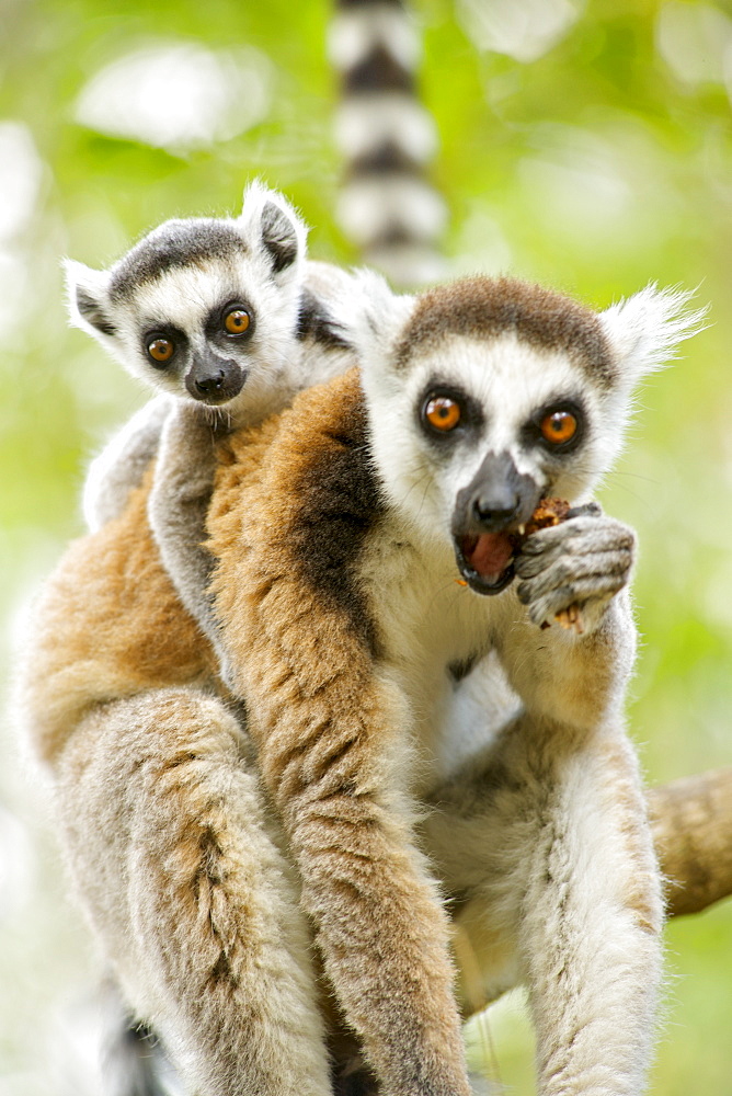 Ring-tailed lemur (lemur catta) with a baby on her back in the Anja private community reserve near Ambalavao in southern Madagascar, Madagascar, Africa