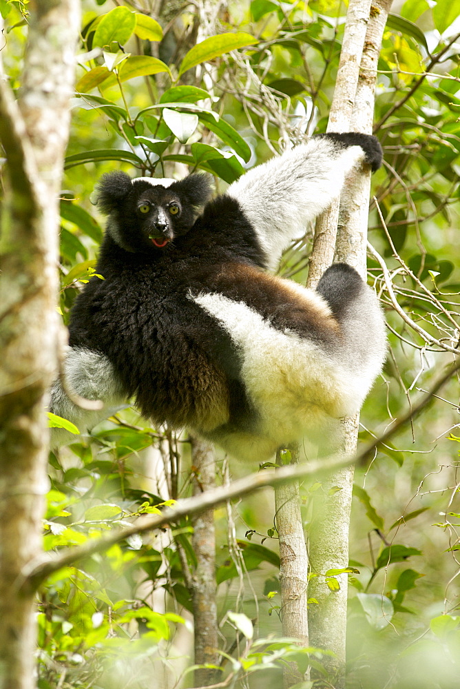 Indri (Indri indri) in the Andasibe-Mantadia National Park in eastern Madagascar, Madagascar, Africa