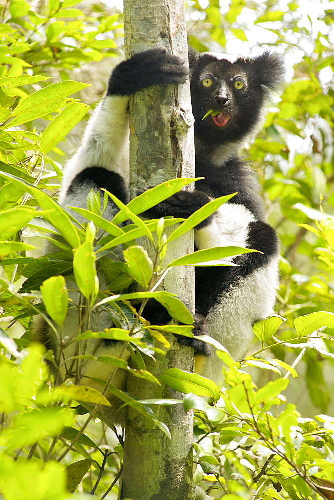 Indri (Indri indri) in the Andasibe-Mantadia National Park in eastern Madagascar, Madagascar, Africa