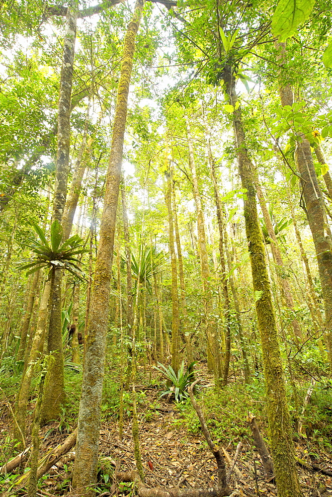 Primary rainforest in the Andasibe-Mantadia National Park in eastern Madagascar, Madagascar, Africa